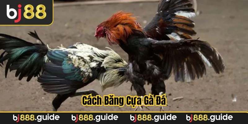Bảo dưỡng gà và kiểm tra sau thi đấu