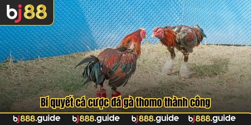 Bí quyết cá cược đá gà thomo thành công