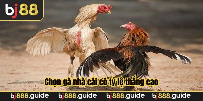 Cược Meron là cách cá độ đá gà hiệu quả hàng đầu