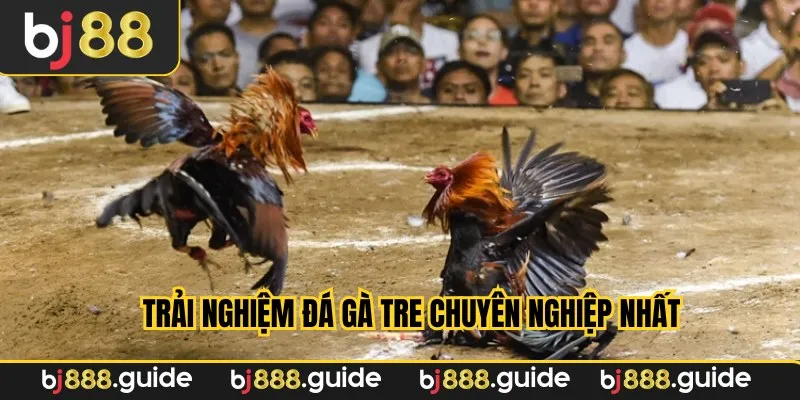 Trải nghiệm đá gà tre chuyên nghiệp nhất