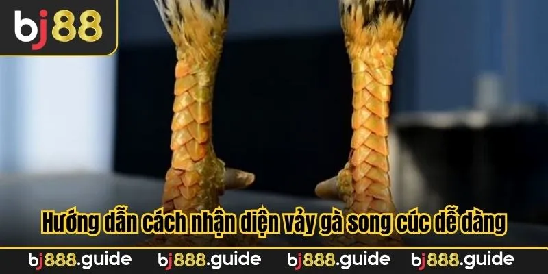 Hướng dẫn cách nhận diện vảy gà song cúc dễ dàng