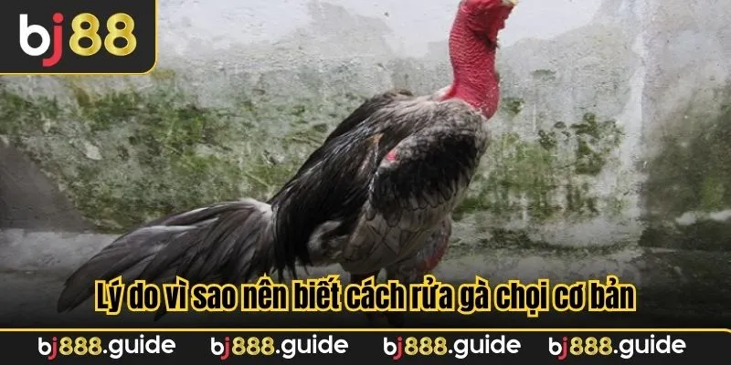 Lý do vì sao nên biết cách rửa gà chọi cơ bản