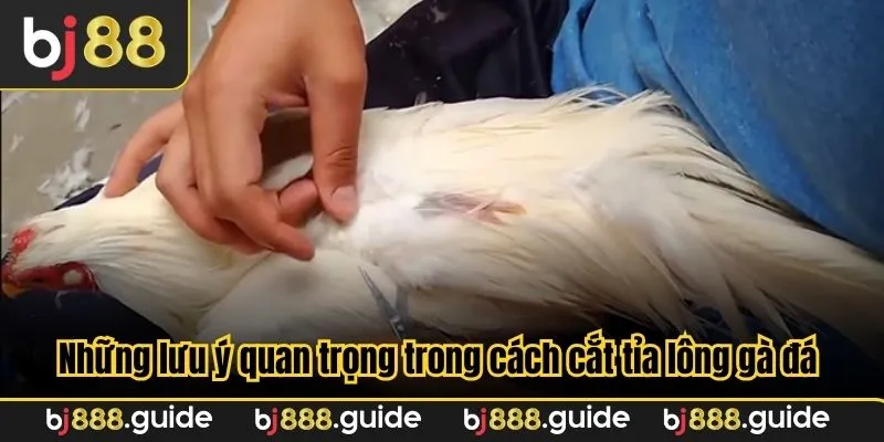 Những lưu ý cần nhớ khi cách cắt tỉa lông gà đá cần nhớ