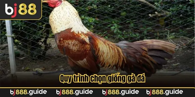 Quy trình chọn giống gà đá diễn ra trong thời gian dài