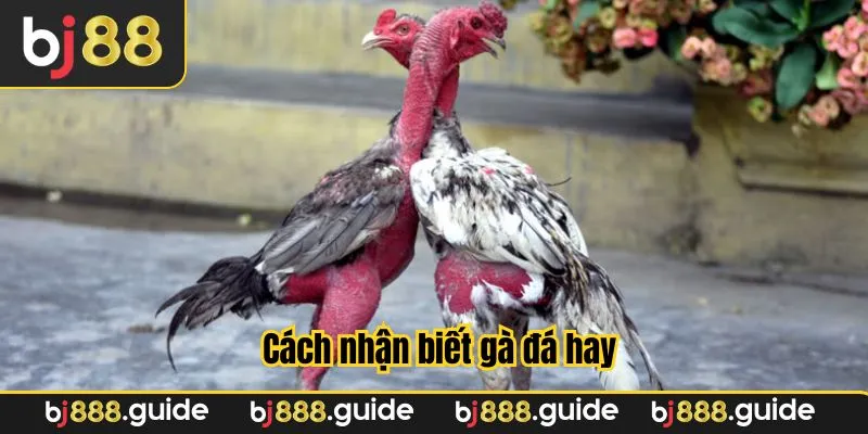 Nhận biết gà đá hay qua mắt và mỏ